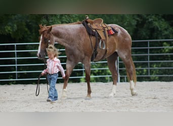 Caballo cuarto de milla, Caballo castrado, 6 años, 160 cm, Ruano alazán