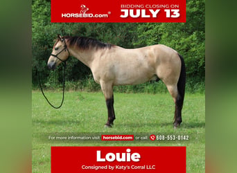 Caballo cuarto de milla, Caballo castrado, 6 años, 163 cm, Buckskin/Bayo