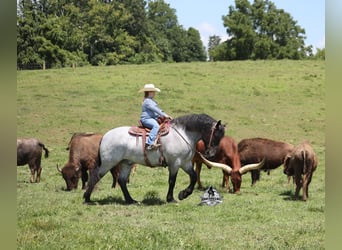 Caballo cuarto de milla, Caballo castrado, 6 años, 163 cm