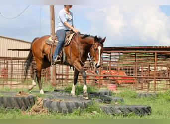 Caballo cuarto de milla Mestizo, Caballo castrado, 6 años, 163 cm, Castaño rojizo