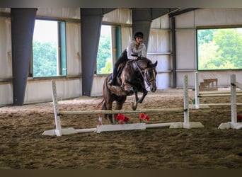 Caballo cuarto de milla, Caballo castrado, 6 años, 163 cm, Castaño rojizo