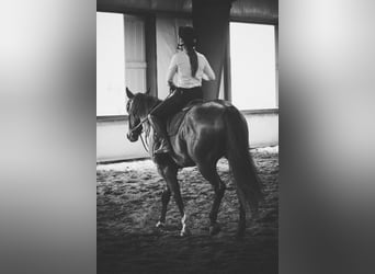 Caballo cuarto de milla, Caballo castrado, 6 años, 163 cm, Castaño rojizo