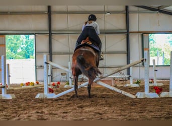 Caballo cuarto de milla, Caballo castrado, 6 años, 163 cm, Castaño rojizo