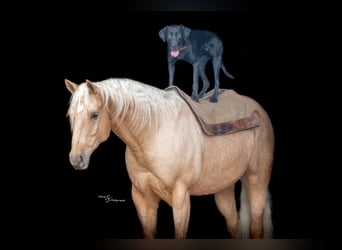 Caballo cuarto de milla, Caballo castrado, 6 años, 163 cm, Palomino