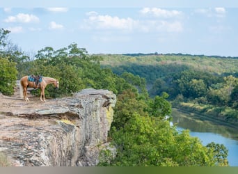 Caballo cuarto de milla, Caballo castrado, 6 años, 163 cm, Palomino