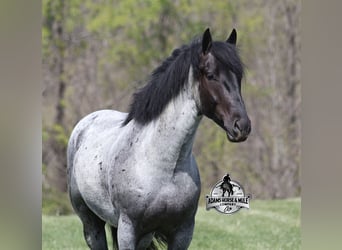 Caballo cuarto de milla, Caballo castrado, 6 años, 163 cm, Ruano azulado