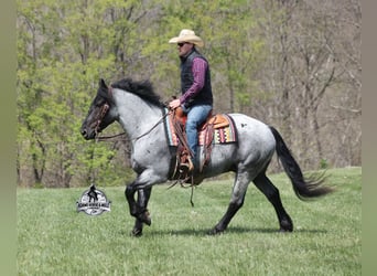 Caballo cuarto de milla, Caballo castrado, 6 años, 163 cm, Ruano azulado