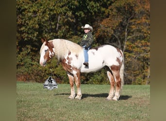 Caballo cuarto de milla, Caballo castrado, 6 años, 165 cm, Overo-todas las-capas
