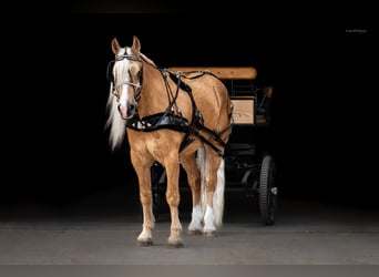 Caballo cuarto de milla Mestizo, Caballo castrado, 6 años, 165 cm, Palomino