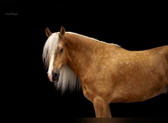 Caballo cuarto de milla Mestizo, Caballo castrado, 6 años, 165 cm, Palomino