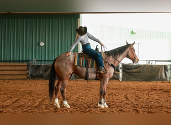 Caballo cuarto de milla, Caballo castrado, 6 años, 168 cm, Castaño-ruano
