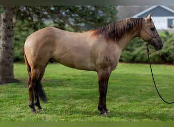 Caballo cuarto de milla, Caballo castrado, 6 años, 168 cm, Grullo