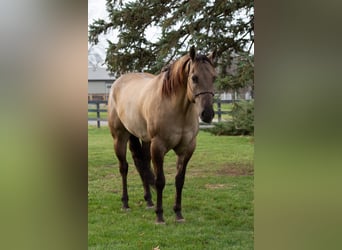 Caballo cuarto de milla, Caballo castrado, 6 años, 168 cm, Grullo