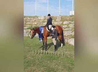 Caballo cuarto de milla, Caballo castrado, 6 años, 170 cm, Castaño