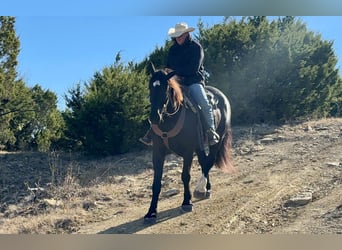 Caballo cuarto de milla, Caballo castrado, 6 años, 173 cm, Negro