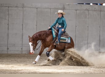 Caballo cuarto de milla, Caballo castrado, 6 años, Alazán