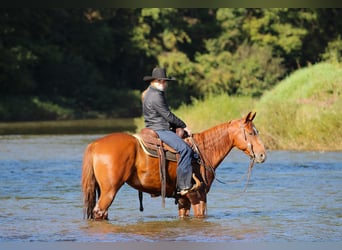 Caballo cuarto de milla, Caballo castrado, 6 años, Alazán rojizo