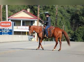 Caballo cuarto de milla, Caballo castrado, 6 años, Alazán rojizo