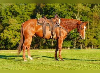 Caballo cuarto de milla, Caballo castrado, 6 años, Alazán rojizo