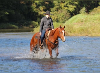 Caballo cuarto de milla, Caballo castrado, 6 años, Alazán rojizo