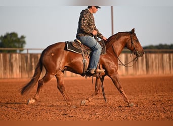 Caballo cuarto de milla, Caballo castrado, 6 años, Alazán rojizo