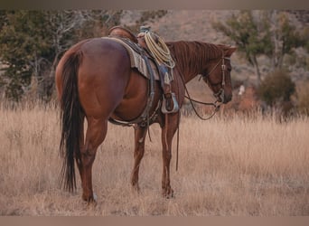 Caballo cuarto de milla, Caballo castrado, 6 años, Alazán rojizo