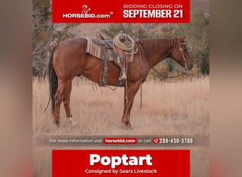Caballo cuarto de milla, Caballo castrado, 6 años, Alazán rojizo