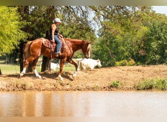 Caballo cuarto de milla Mestizo, Caballo castrado, 6 años, Alazán rojizo