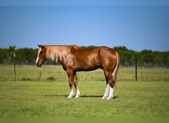 Caballo cuarto de milla Mestizo, Caballo castrado, 6 años, Alazán rojizo