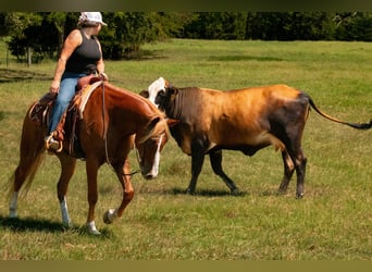 Caballo cuarto de milla Mestizo, Caballo castrado, 6 años, Alazán rojizo