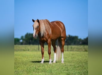 Caballo cuarto de milla Mestizo, Caballo castrado, 6 años, Alazán rojizo