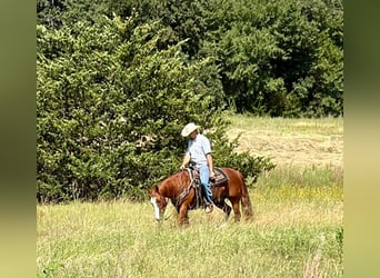 Caballo cuarto de milla, Caballo castrado, 6 años, Alazán rojizo