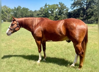 Caballo cuarto de milla, Caballo castrado, 6 años, Alazán rojizo
