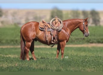 Caballo cuarto de milla, Caballo castrado, 6 años, Alazán rojizo