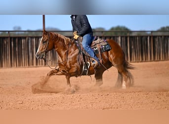 Caballo cuarto de milla, Caballo castrado, 6 años, Alazán rojizo