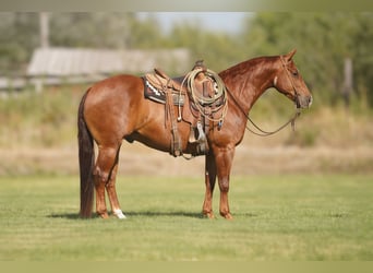Caballo cuarto de milla, Caballo castrado, 6 años, Alazán rojizo