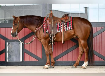 Caballo cuarto de milla, Caballo castrado, 6 años, Alazán rojizo