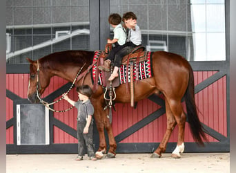 Caballo cuarto de milla, Caballo castrado, 6 años, Alazán rojizo