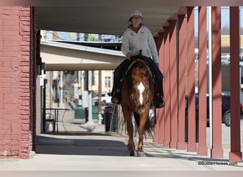 Caballo cuarto de milla, Caballo castrado, 6 años, Alazán-tostado