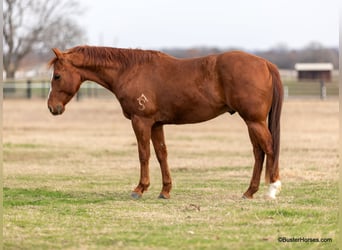 Caballo cuarto de milla, Caballo castrado, 6 años, Alazán-tostado