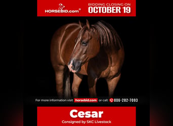 Caballo cuarto de milla, Caballo castrado, 6 años, Alazán-tostado