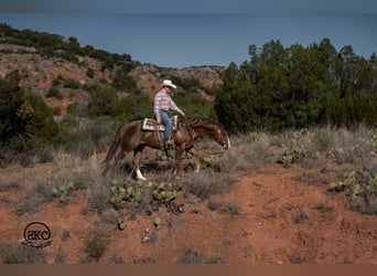 Caballo cuarto de milla, Caballo castrado, 6 años, Alazán-tostado