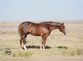 Caballo cuarto de milla, Caballo castrado, 6 años, Alazán-tostado