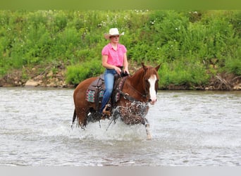 Caballo cuarto de milla, Caballo castrado, 6 años, Alazán-tostado