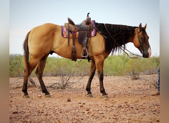 Caballo cuarto de milla, Caballo castrado, 6 años, Bayo