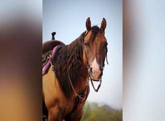 Caballo cuarto de milla, Caballo castrado, 6 años, Bayo