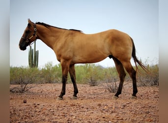 Caballo cuarto de milla, Caballo castrado, 6 años, Bayo