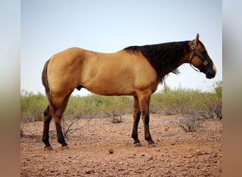 Caballo cuarto de milla, Caballo castrado, 6 años, Bayo