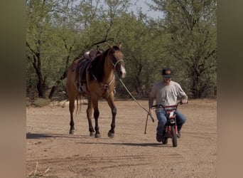 Caballo cuarto de milla, Caballo castrado, 6 años, Bayo