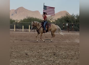 Caballo cuarto de milla, Caballo castrado, 6 años, Bayo